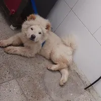 سگ چاو چاو