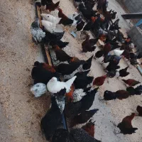 جوجه وخروس