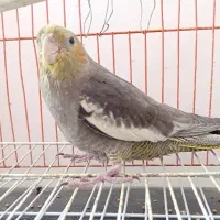 عروس هلندی