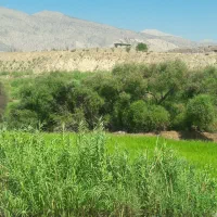 . برنج درجه یک سوسن.