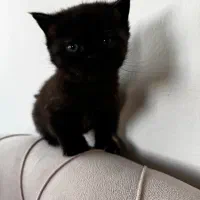 واگذاری گربه