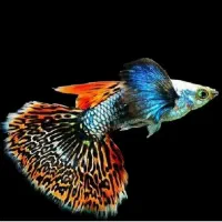 ماهی گوپی زبرا کت پوزه بوته ای کالر تایگر بارب