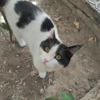 واگذاری رایگان گربه زیبا و خونگی