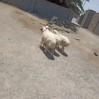 گوسفند چاق