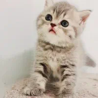 گربه اسکاتیش دبل فولد