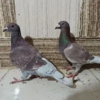 جفت ذات دار