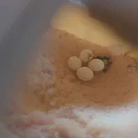 فنچ گلدین|پرنده|تهران, شهمیرزادی|دیوار