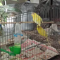 مرغ عشق مولد هلندی وزرد رنگ زیبا با قفس