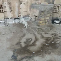 توله ۳ ماهه جیبی ماده|سگ|نیشابور, مدرس|دیوار