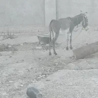 خر.|حیوانات مزرعه|تربت‌حیدریه, بالا ولایت|دیوار