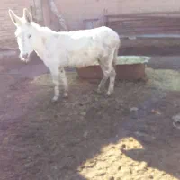 الاغ فروشی شیر الاغ برای درمان بیماری