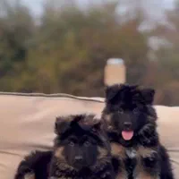 توله دو ماهه شولاین کیفیت A+ ،سگ German shepherd|سگ|تهران, ارم|دیوار