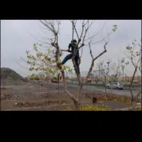 باغبانی.هرس.