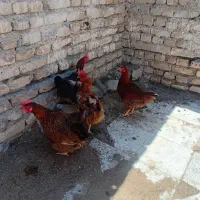 مرغ تخمی