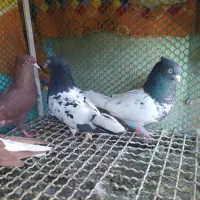 دوچفت نروماده جوان کله سیاه وسرخ دم سفید|پرنده|بهبهان, |دیوار