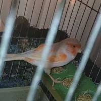 قناری موزاییکی