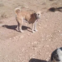 فروش سگ گله|سگ|پیشخور, |دیوار