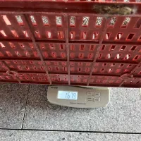 سبد پلاستیکی میوه|ظروف نگهدارنده، پلاستیکی، یکبارمصرف|نوشهر, |دیوار