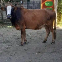 لیشه ۶ ماه شکم گاو اولین گوساله