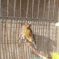 قناری نر ماده معاوضه با سهره