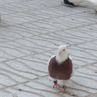 3 عدد کبوتر طوقی|پرنده|گرمه, |دیوار