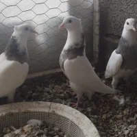 طوقی جوانه|پرنده|بیستون, |دیوار