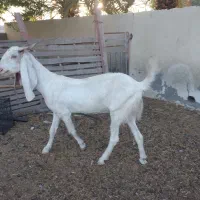 بز گلابی|حیوانات مزرعه|زرآباد, |دیوار