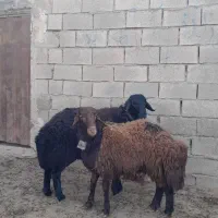 بره نر،گوسفند،میش
