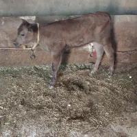 گوساله ماده|حیوانات مزرعه|مهربان, |دیوار