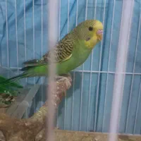 جوجه مرغ عشق دستی|پرنده|سبزوار, طبرسی (جعفرآباد)|دیوار