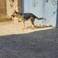 سگ ژرمن ۶ماه|سگ|همدان, |دیوار