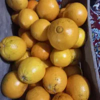 پرتقال‌ تامسون شیرین