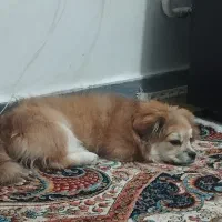 فوری|سگ|رباط‌کریم, نصیرشهر|دیوار