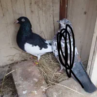 کبوتر|پرنده|رشت, توشیبا|دیوار