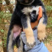 سگ ژرمن شیپرد موکوتاه کینگ سایز شاه توله ( نر )|سگ|تهران, وردآورد|دیوار