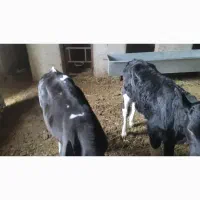 گوساله رد شیر