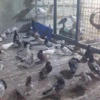 ۶۰و۷۰تاکفتر پرشی خال جفتی ۳۸۰ هزار تومان|پرنده|تهران, فلاح|دیوار