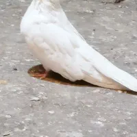 سفید تهرانی اصل جفت نرو ماده  فریمان