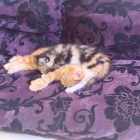 واگذاری رایگان گربه