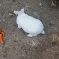 فروش خرگوش|موش و خرگوش|بندر گناوه, |دیوار