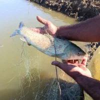 ماهی کپور آمور فیتیفاک|ماهی|دلند, |دیوار