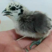 مرغ و خروس امرکانا|حیوانات مزرعه|تهران, فلسطین (میدان انقلاب)|دیوار