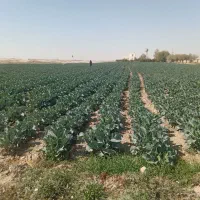 نیاز به سرمایه گذار|خدمات مالی، حسابداری، بیمه|فشاپویه, |دیوار
