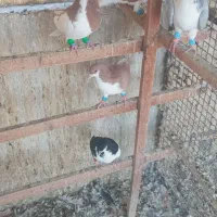 کبوتر رنگی|پرنده|تهران, آهنگ|دیوار