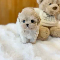 پودل مالتیز عروسکی مالتیپو سگ اپارتمانی جیبی