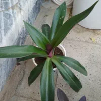 گل طبیعی|گل و گیاه طبیعی|کرمانشاه, |دیوار