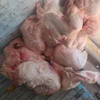 دنبه سفیدوتمیزمال میشه|خوردنی و آشامیدنی|تهران, سلسبیل شمالی|دیوار