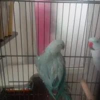 جفت ملنگو آبی|پرنده|قم, حاج زینل|دیوار