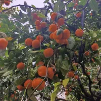 نارنگی و پرتقال|حراج|آکند, |دیوار