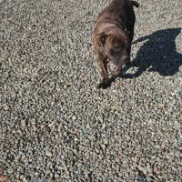 واگذاری کن کورسو|سگ|کلاچای, |دیوار